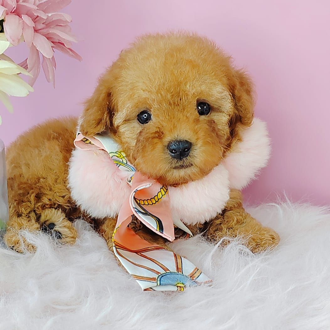 Poodle 娉拌开璐靛