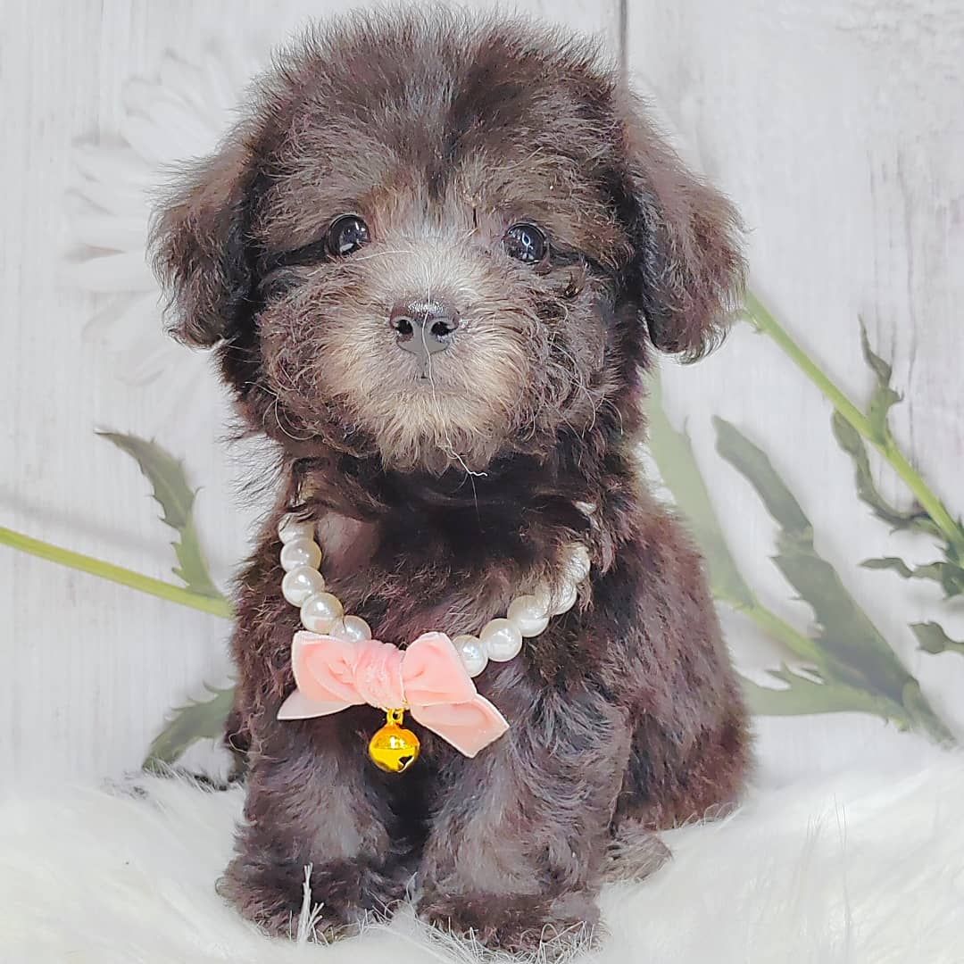 Poodle 璐靛娉拌开