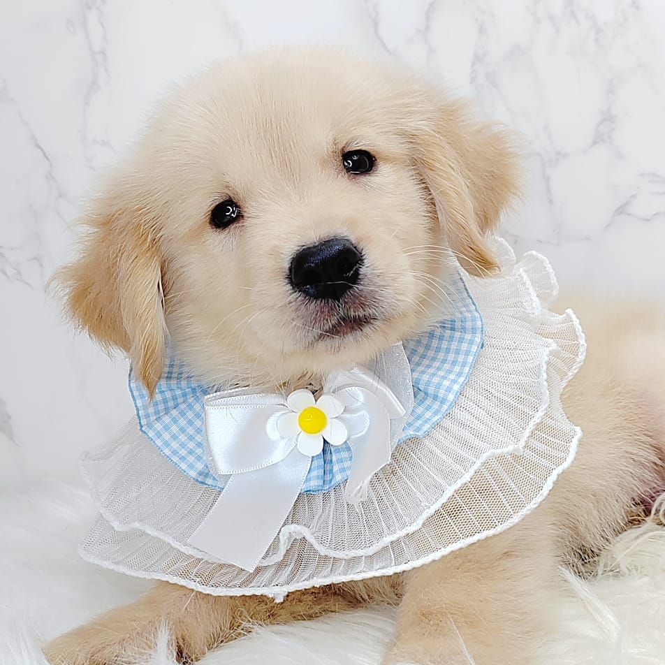 Golden Retriever 黄金猎犬