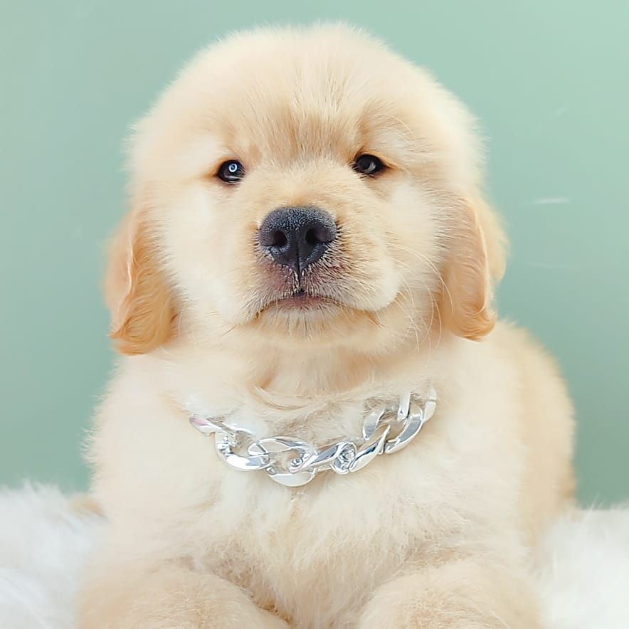 Golden Retriever 黄金猎犬