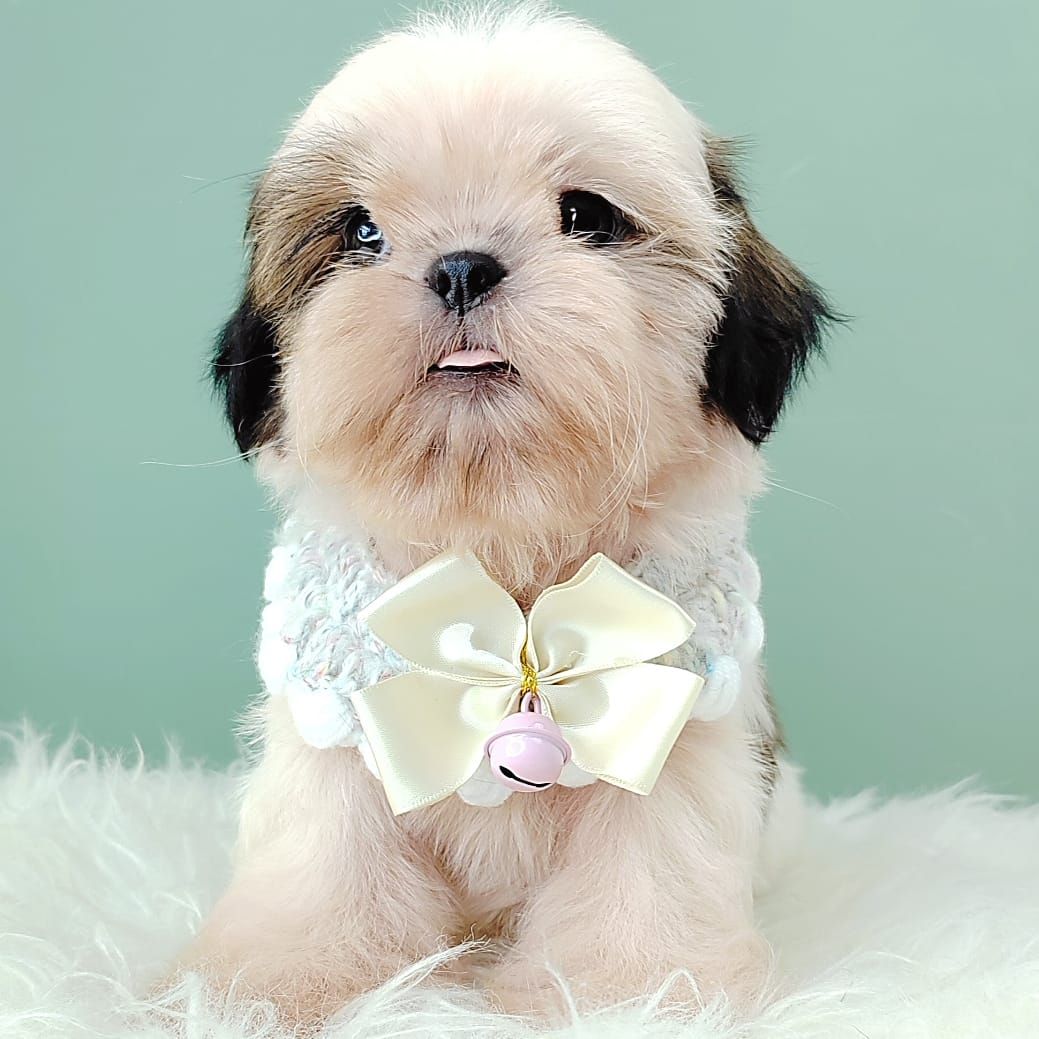 Shih Tzu 西施