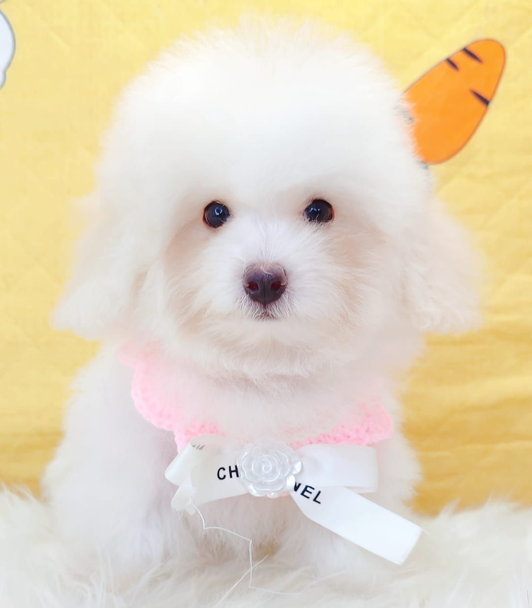 Bichon Frise 比熊