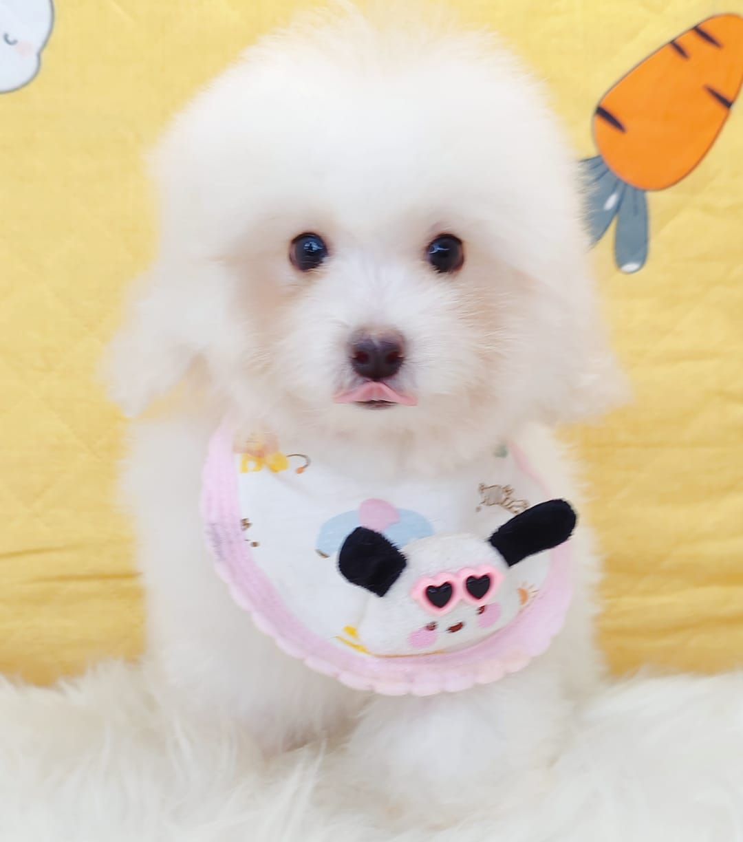 Bichon Frise 比熊