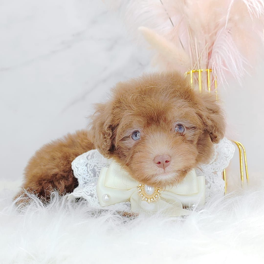 Poodle 娉拌开璐靛