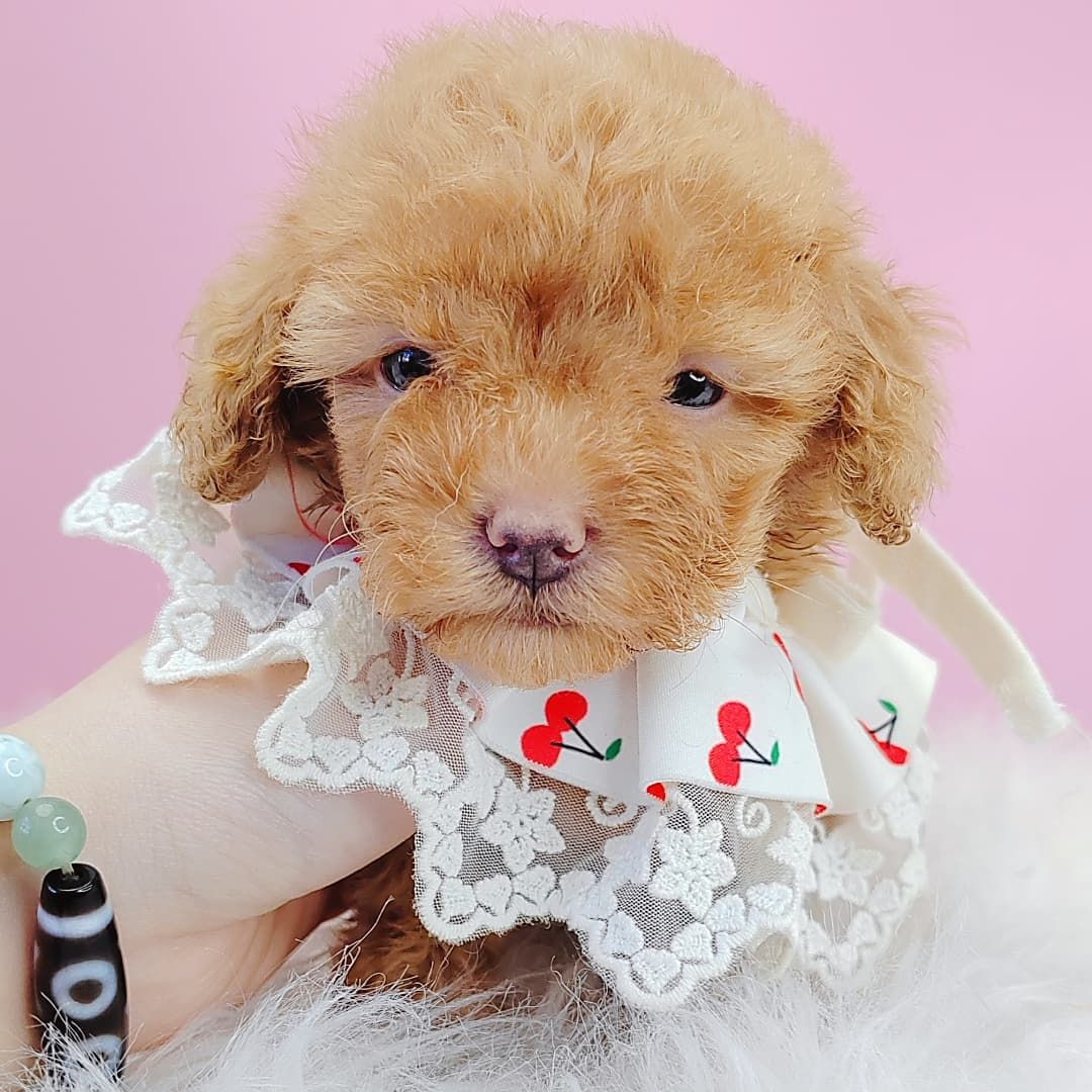 Poodle 娉拌开璐靛