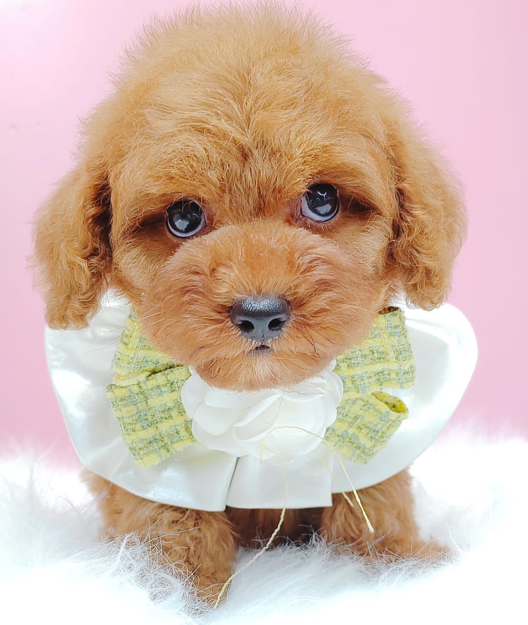 Poodle 娉拌开璐靛