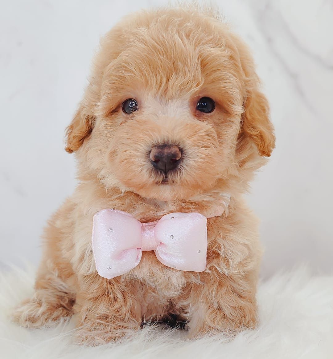 Maltipoo 马尔泰迪