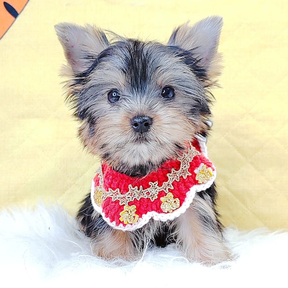 Yorkshire Terrier 约克夏