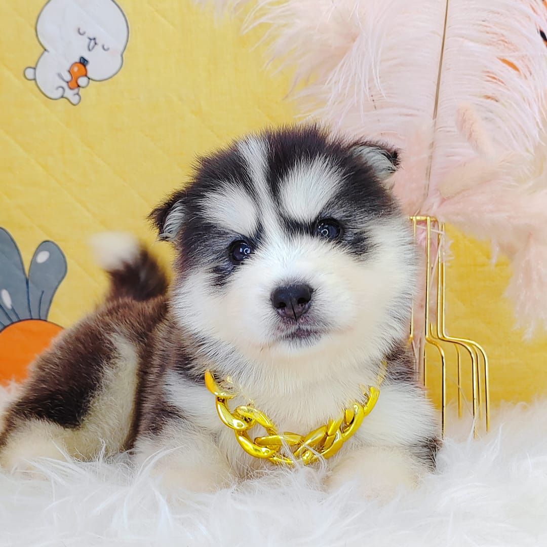 Wooly Husky 哈士奇