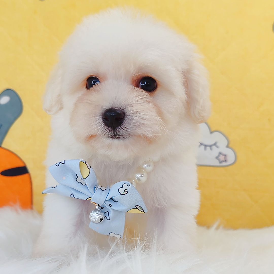 Poochon 泰迪熊