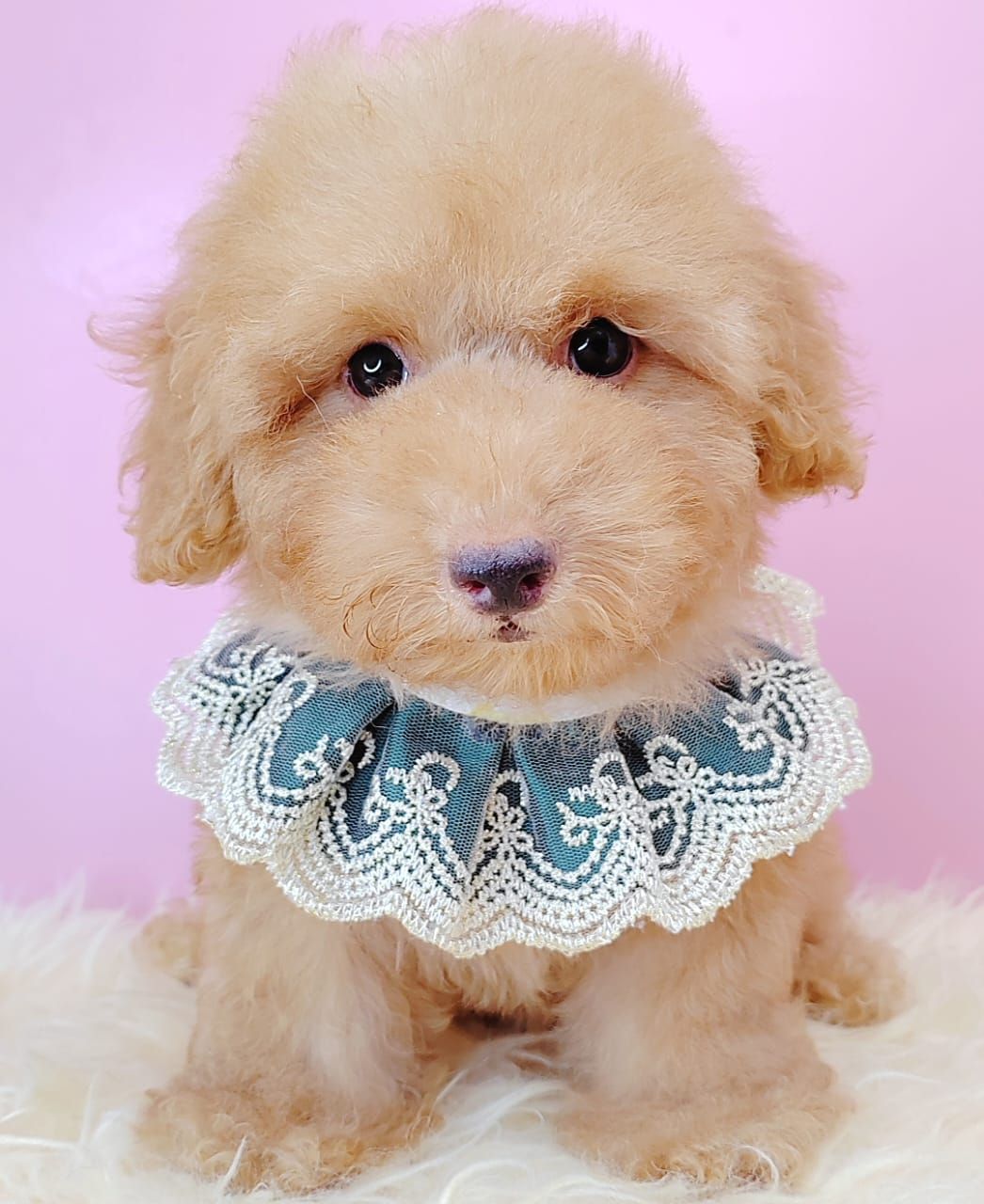Poodle 娉拌开璐靛