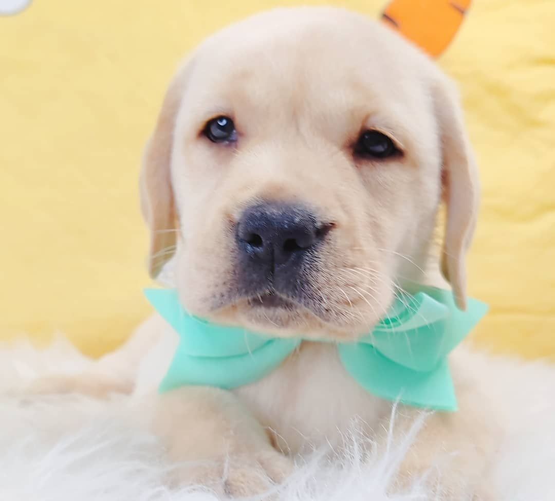 Labrador Retriever 拉布拉多