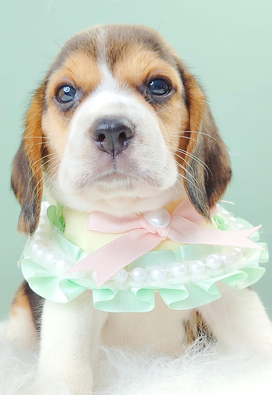 Beagle 米格鲁