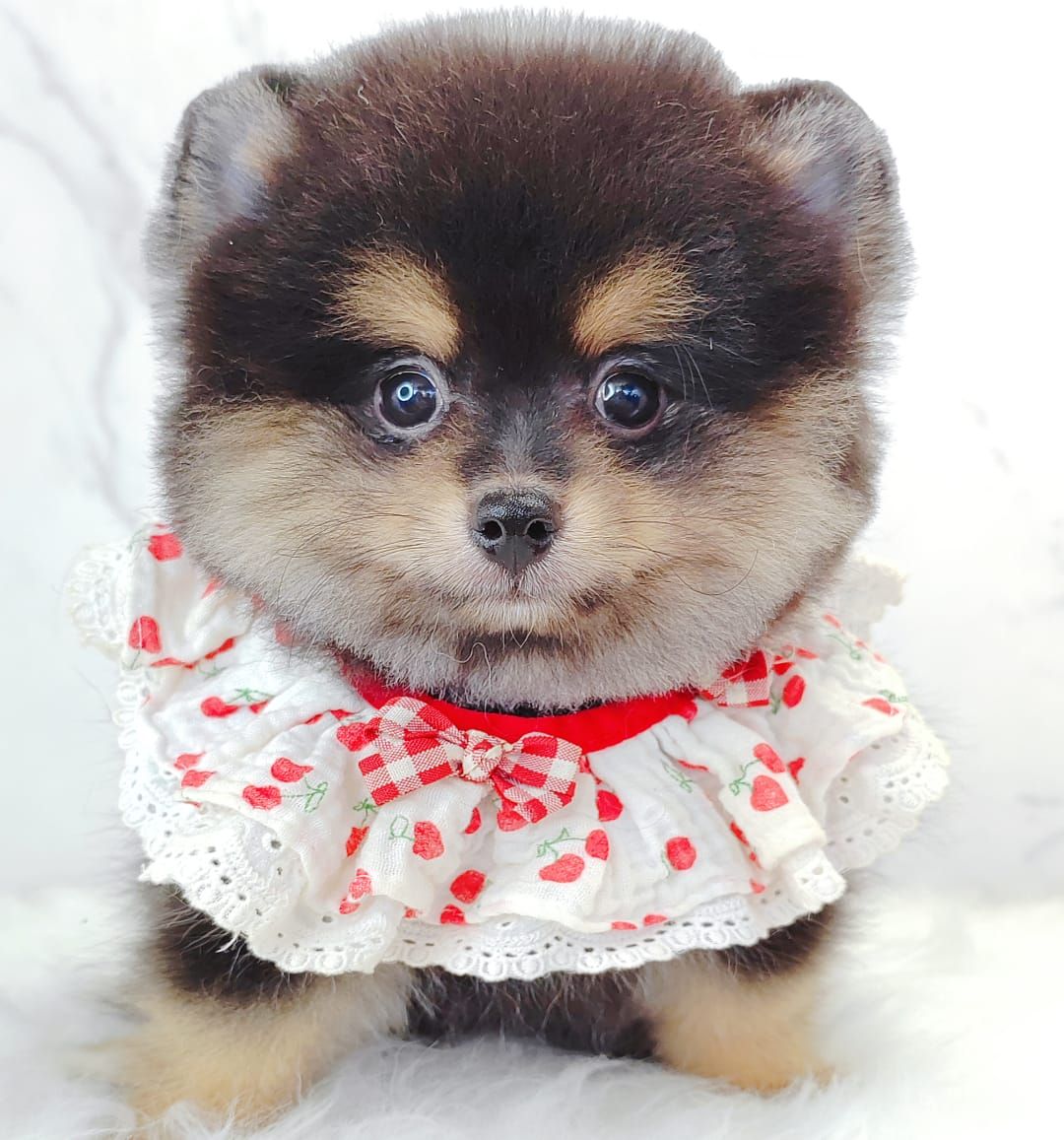 Pomeranian 博美