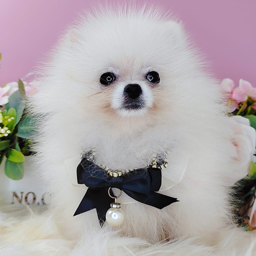 Pomeranian 博美