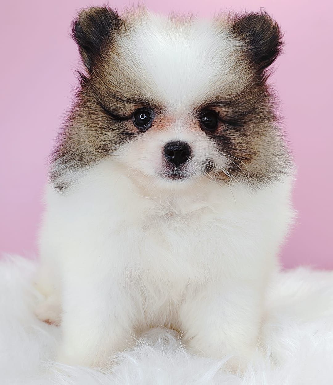 Pomeranian 博美