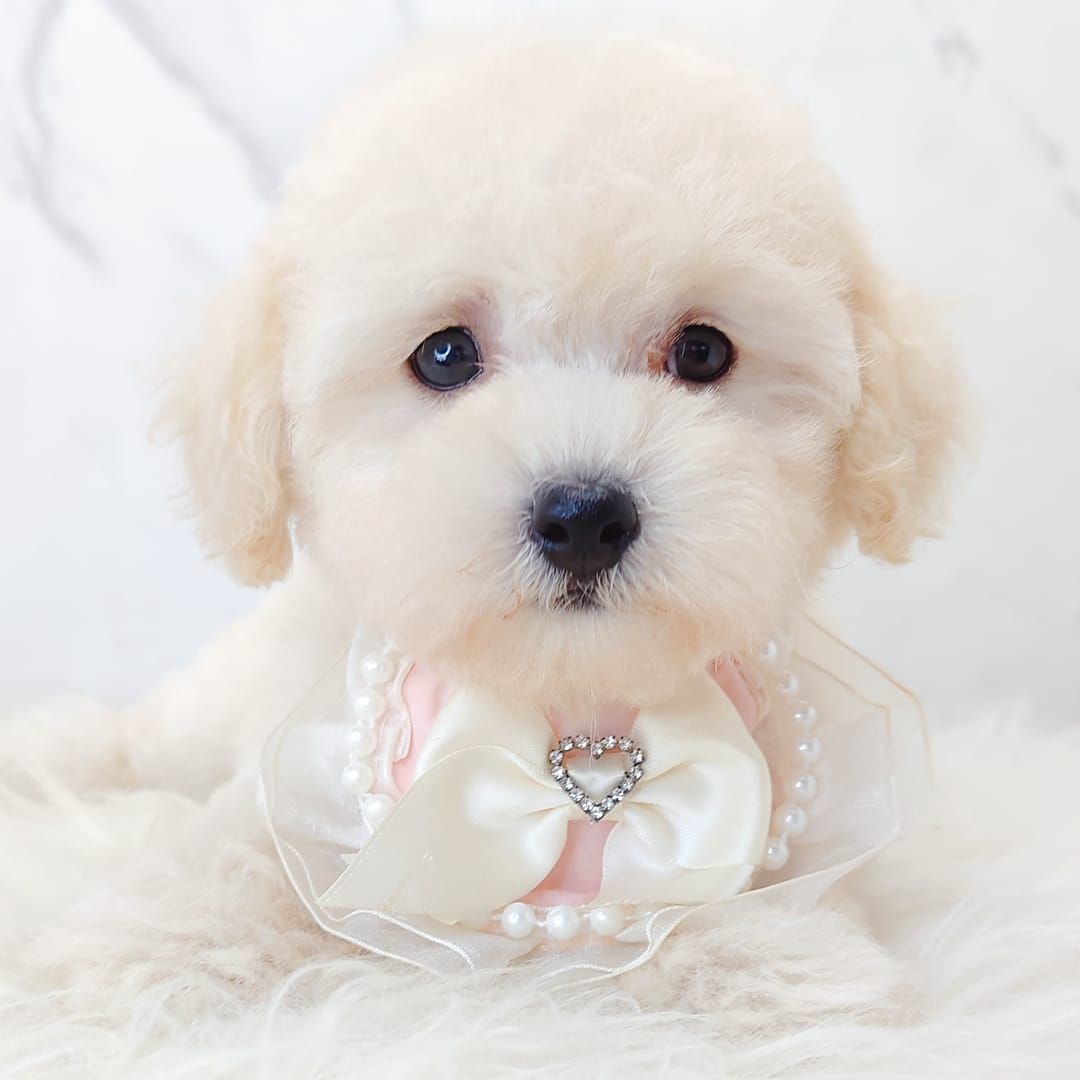 Poodle 娉拌开璐靛