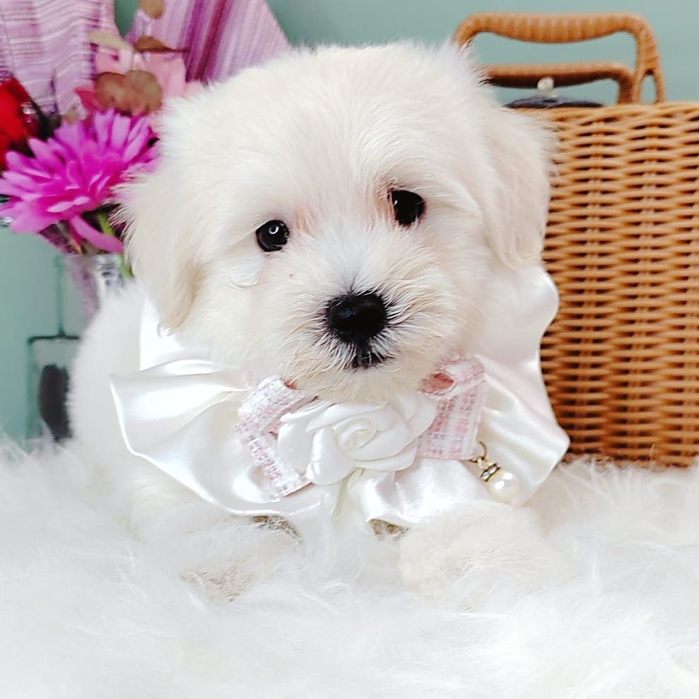 Maltipoo 马尔泰迪