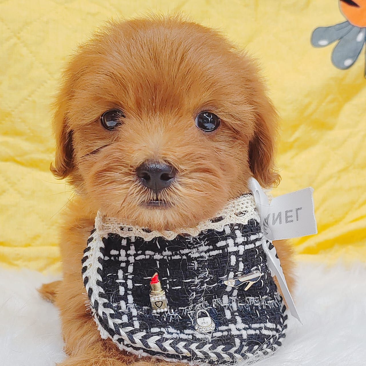 Maltipoo 马尔泰迪