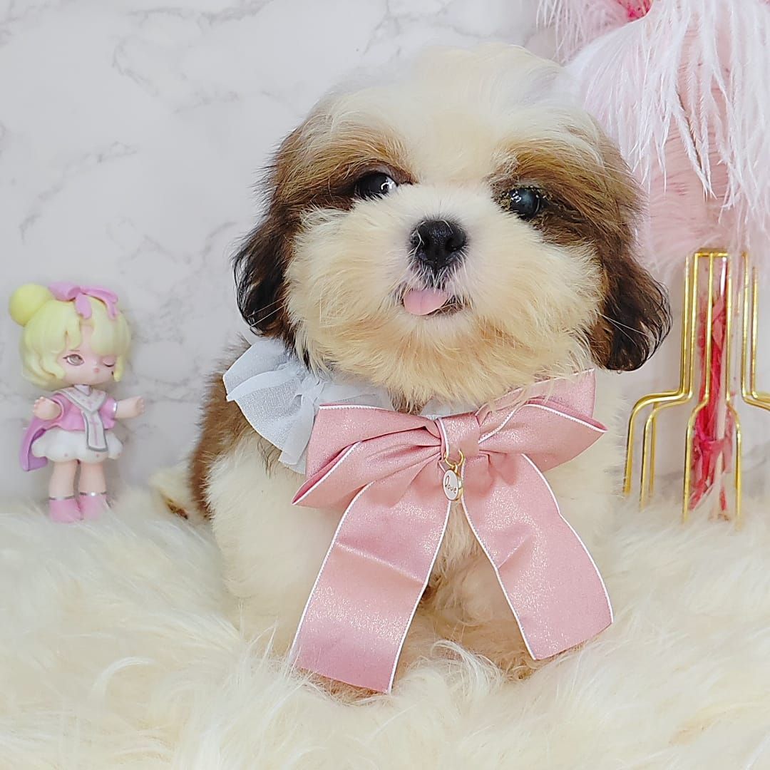 Shih Tzu 西施