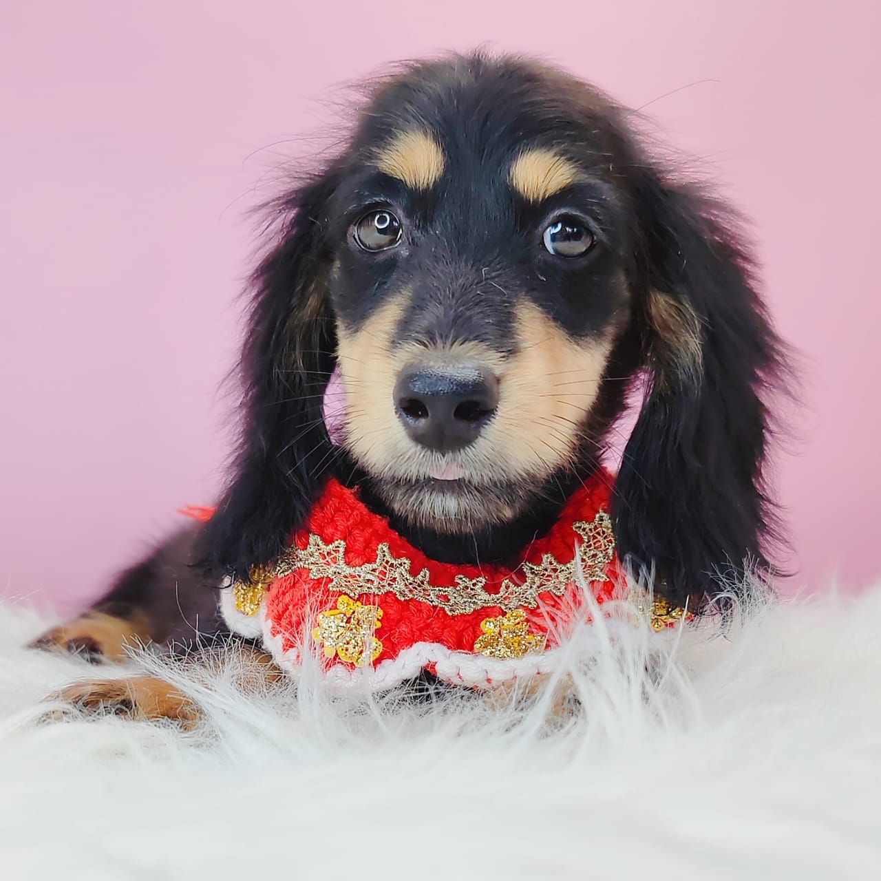 Dachshund 腊肠狗