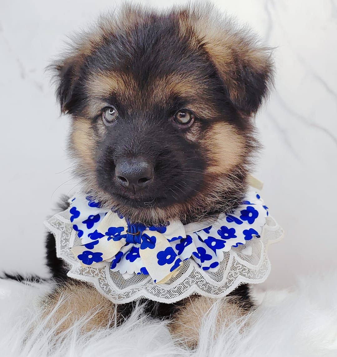 German Shepherd 德国牧羊犬