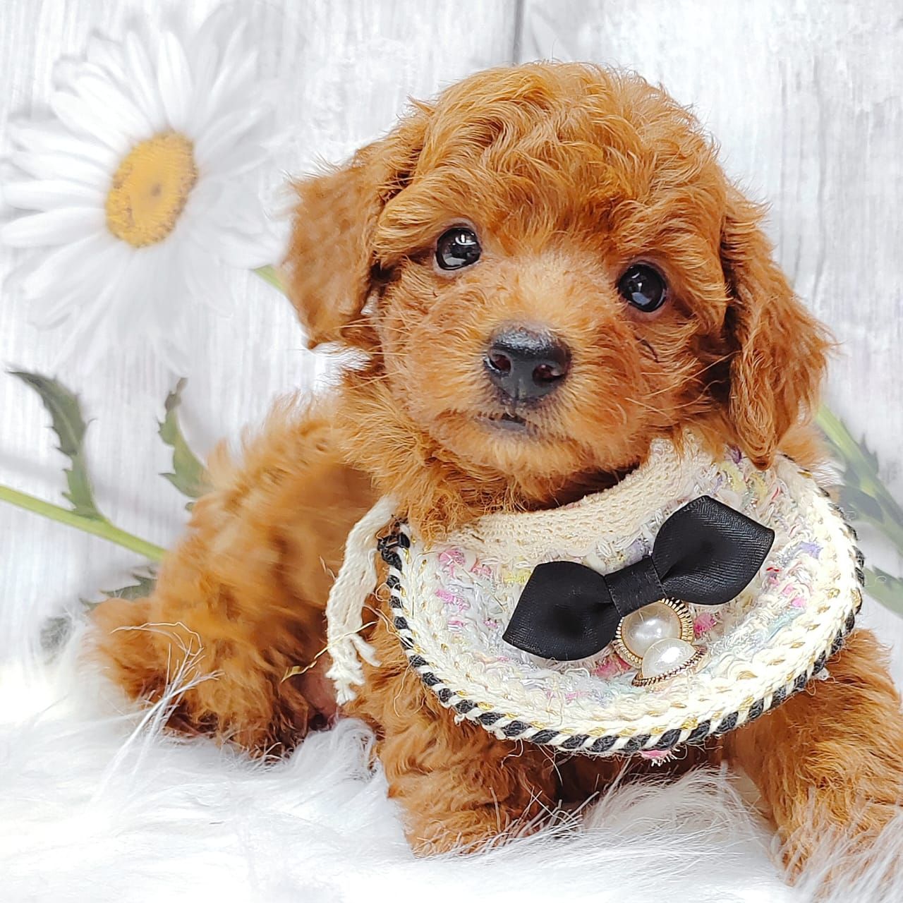 Poodle 娉拌开璐靛
