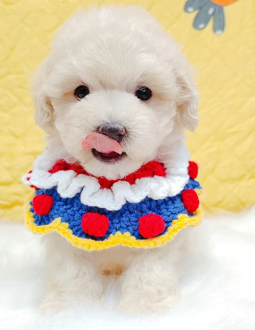 Maltipoo 马尔泰迪