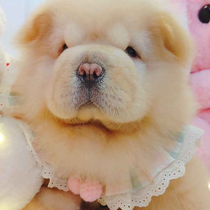 Chow Chow 松狮犬