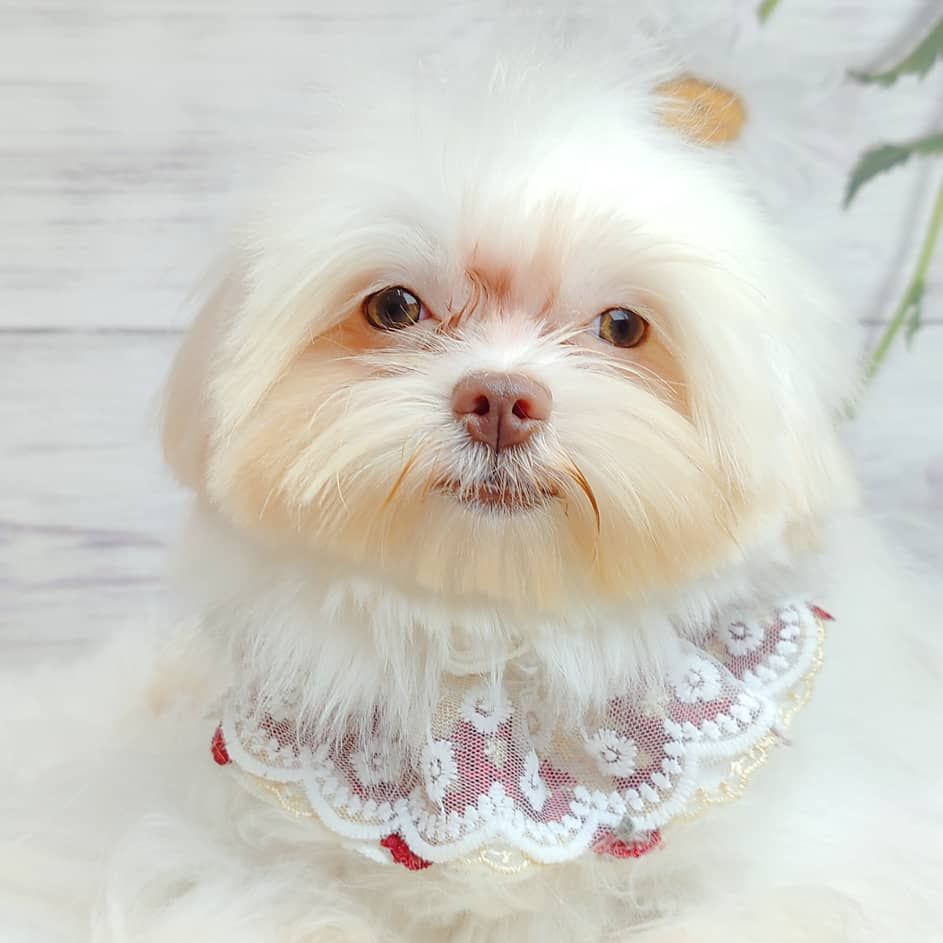 Maltese 马尔济斯