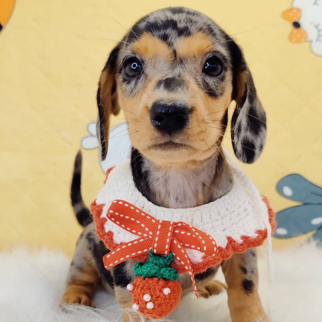 Dachshund 腊肠狗