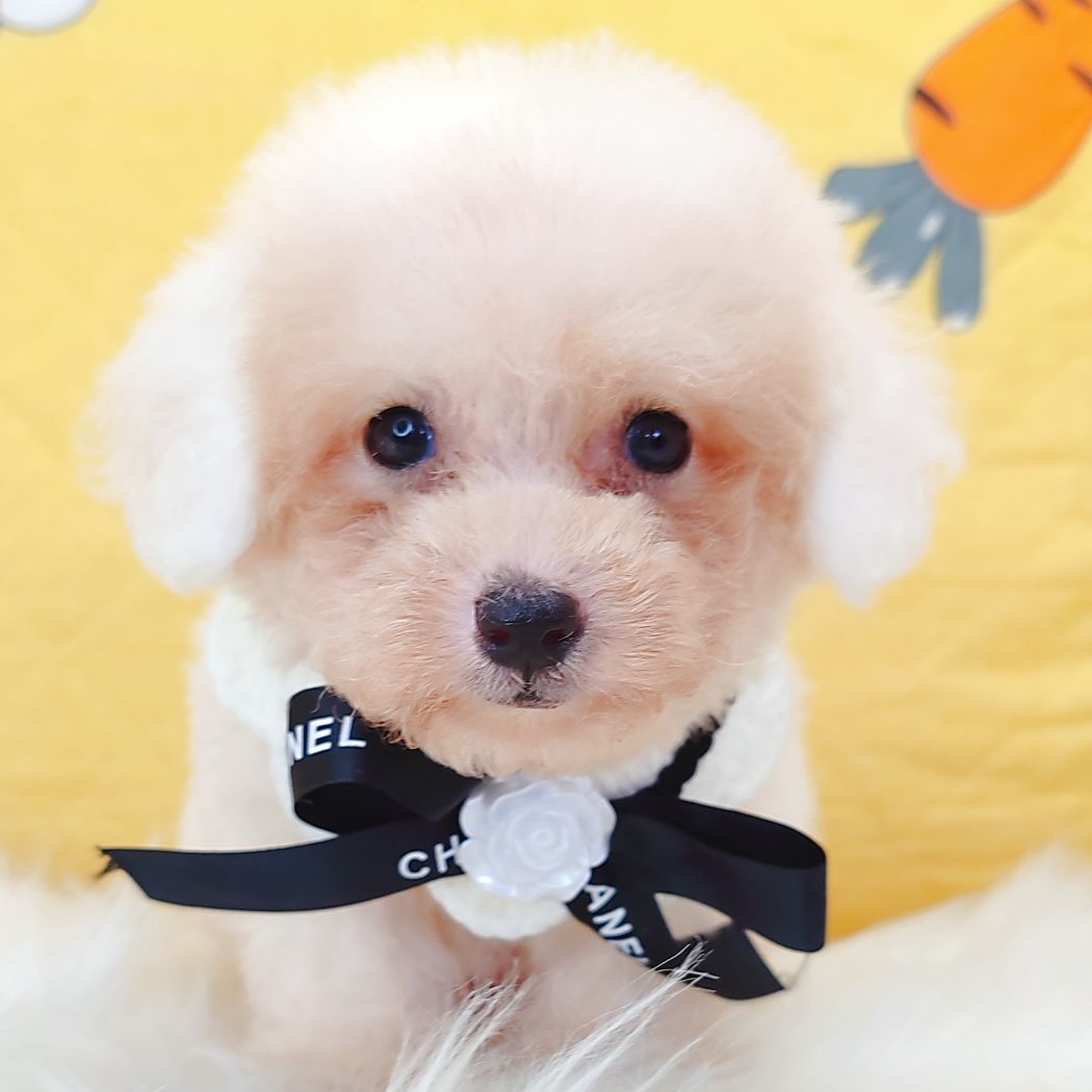 Poodle 娉拌开璐靛