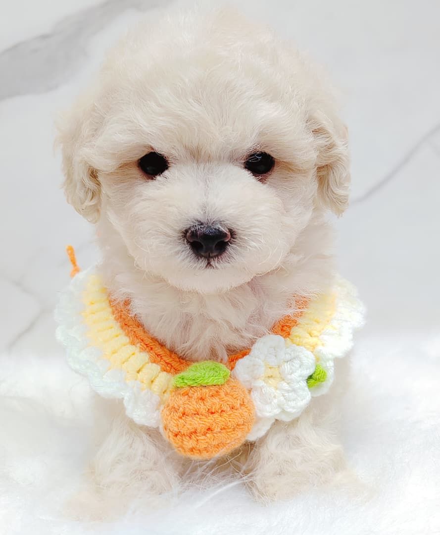 Maltipoo 马尔泰迪