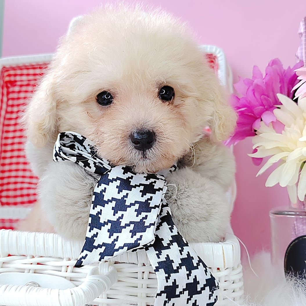 Poodle 娉拌开璐靛