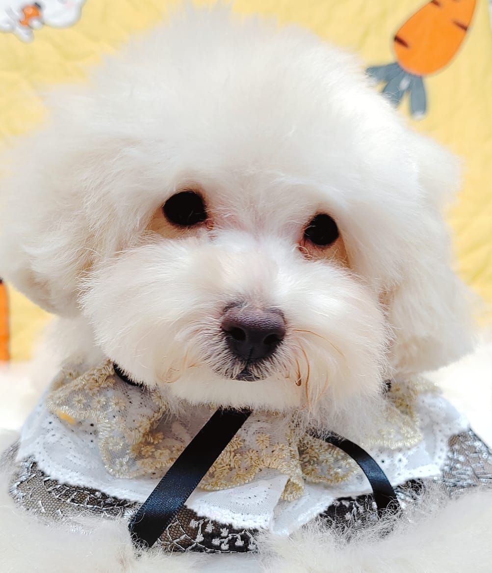 Bichonpoo 泰迪熊