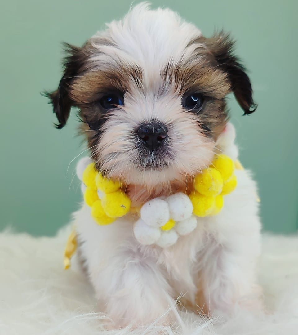 Shih Tzu 西施
