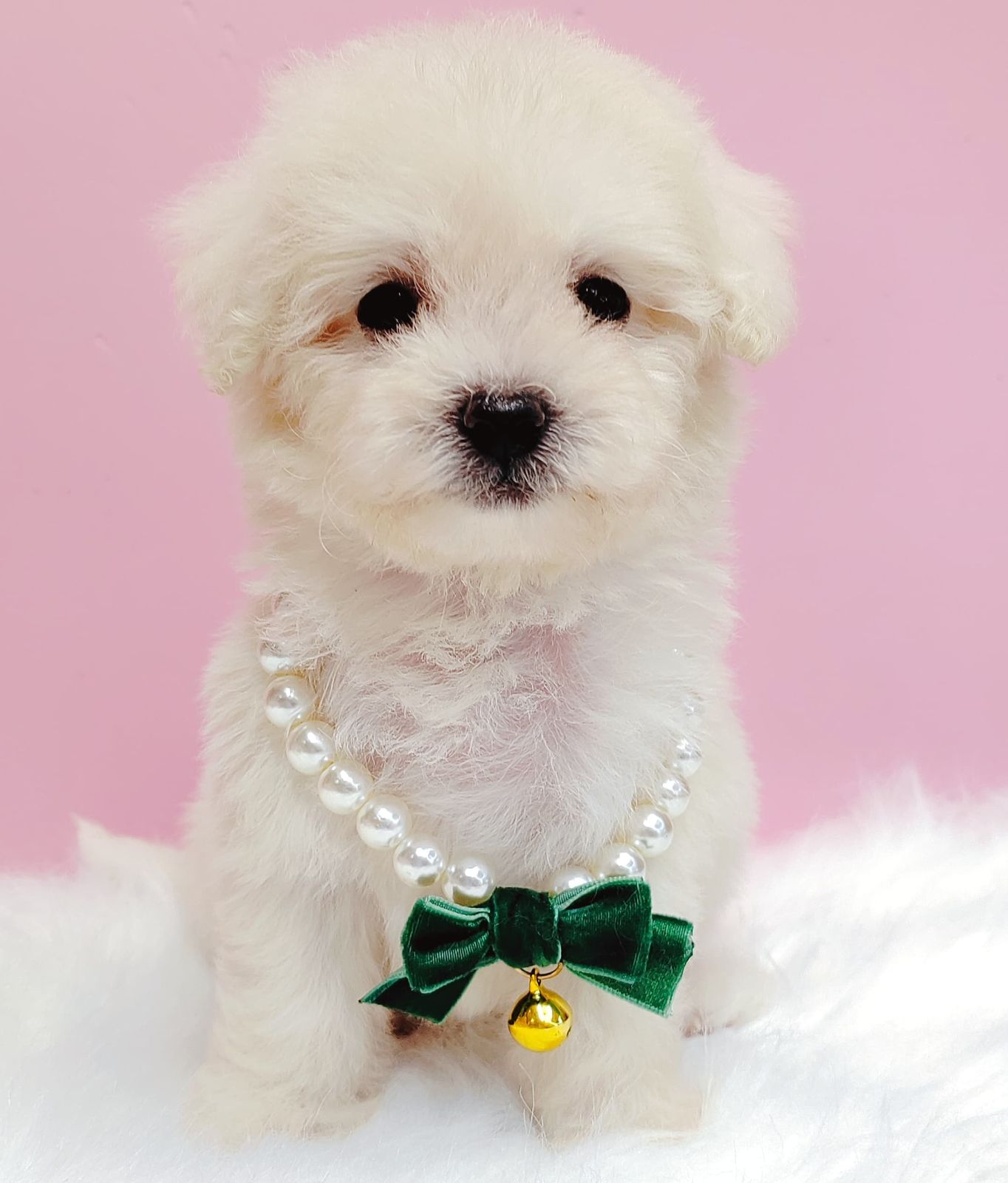 Maltipoo 马尔泰迪