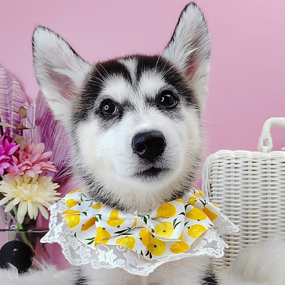 Siberian Husky 西伯利亚哈士奇