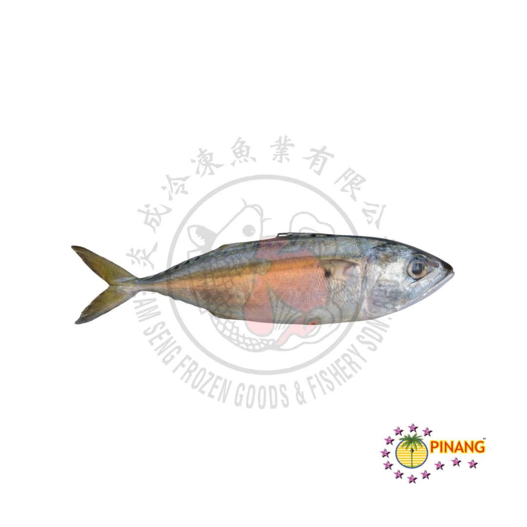 PINANG Brand Short Body Mackerel (Ikan Kembung / Patu)