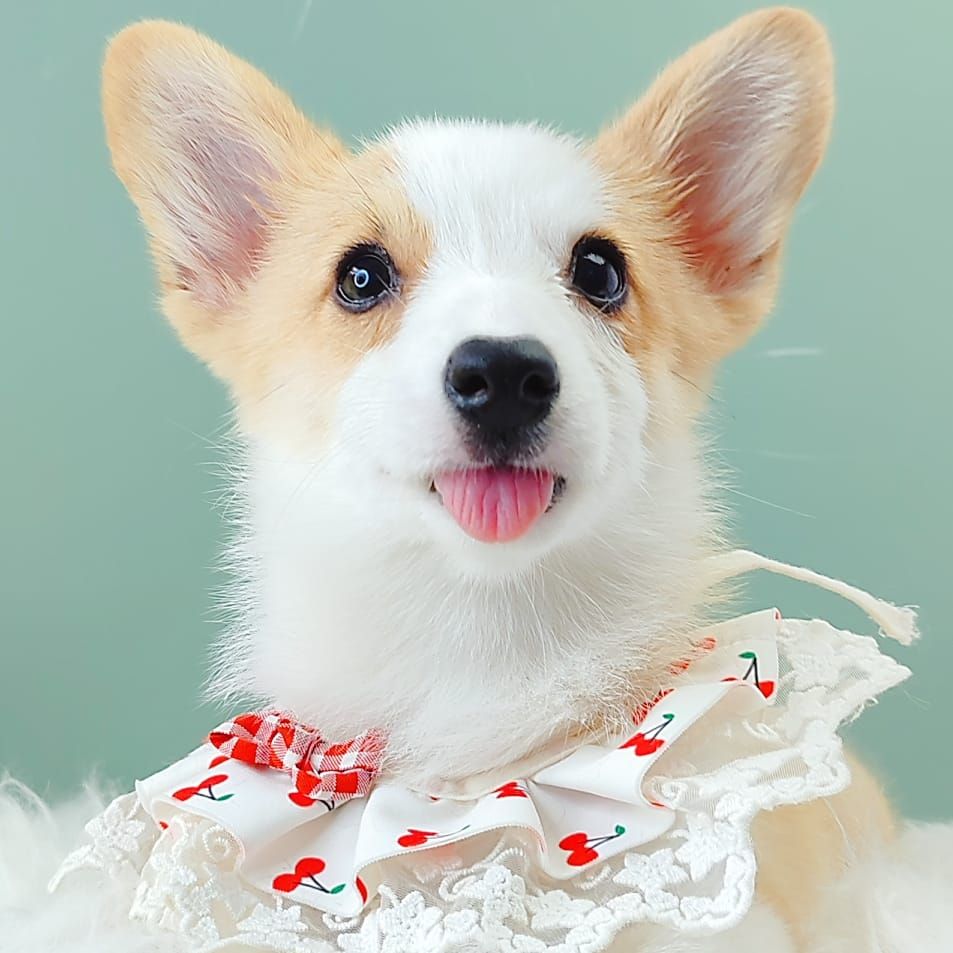 Corgi 柯基