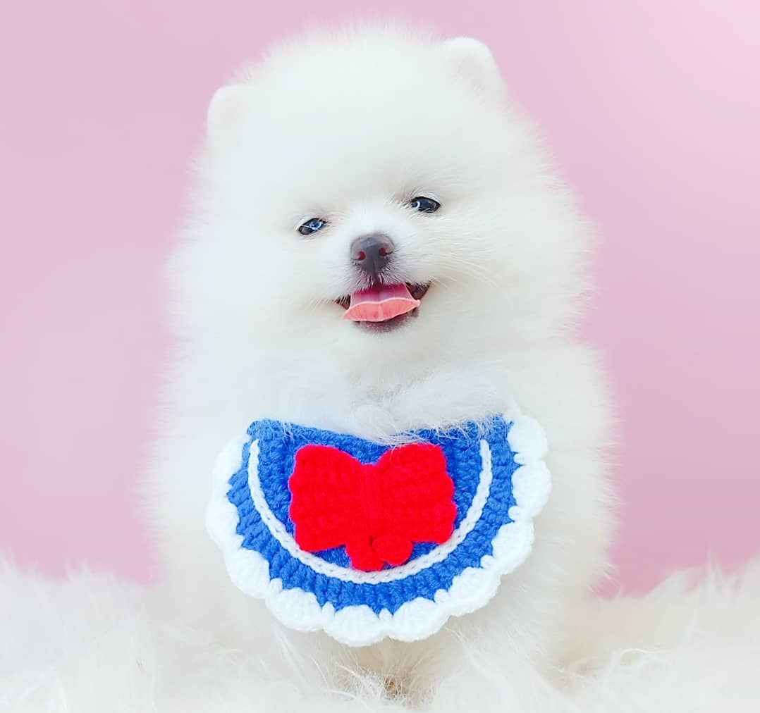 Pomeranian 博美