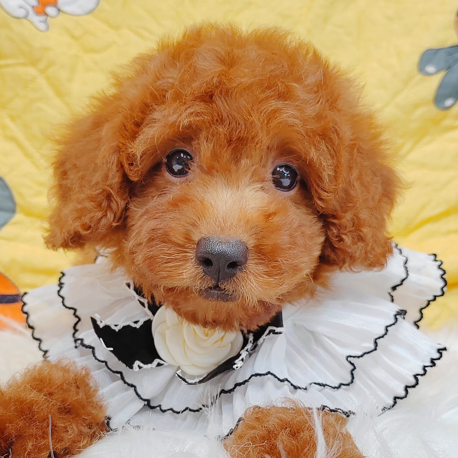 Poodle 璐靛娉拌开