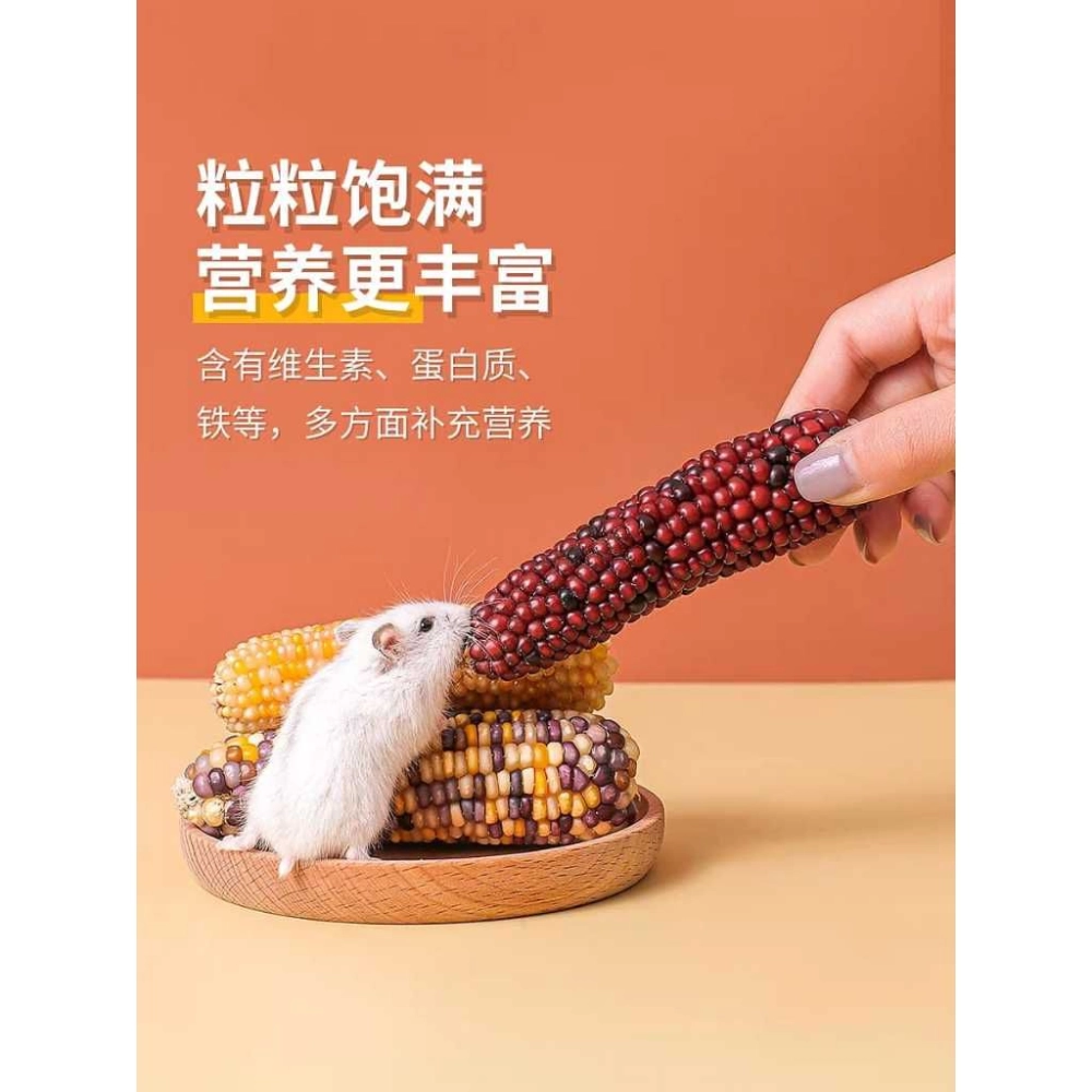 Hamster Mini molar corn small corn 🌽 golden bear rabbit molars baby corn small corn Jagung Hamster🌽 仓鼠磨牙玉米