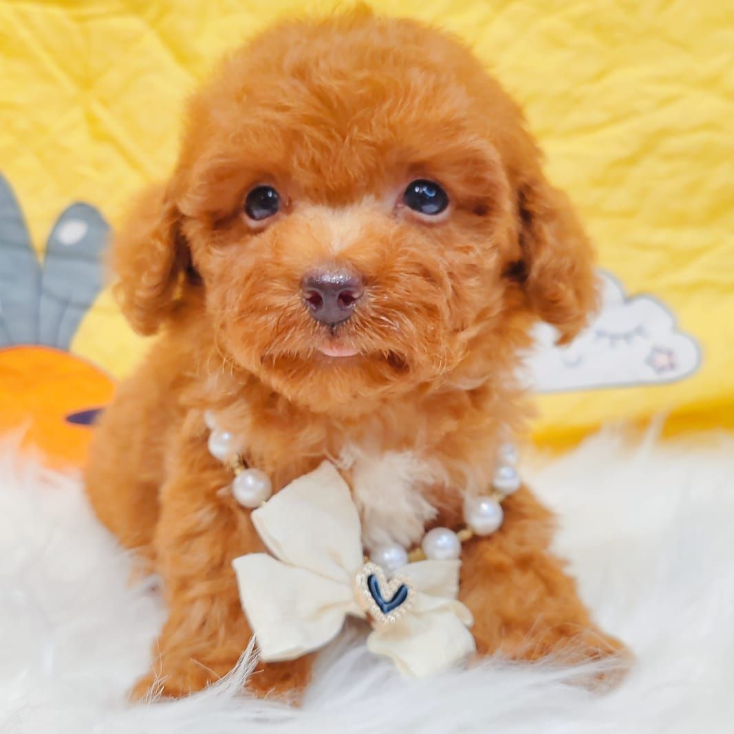 Poodle 娉拌开璐靛