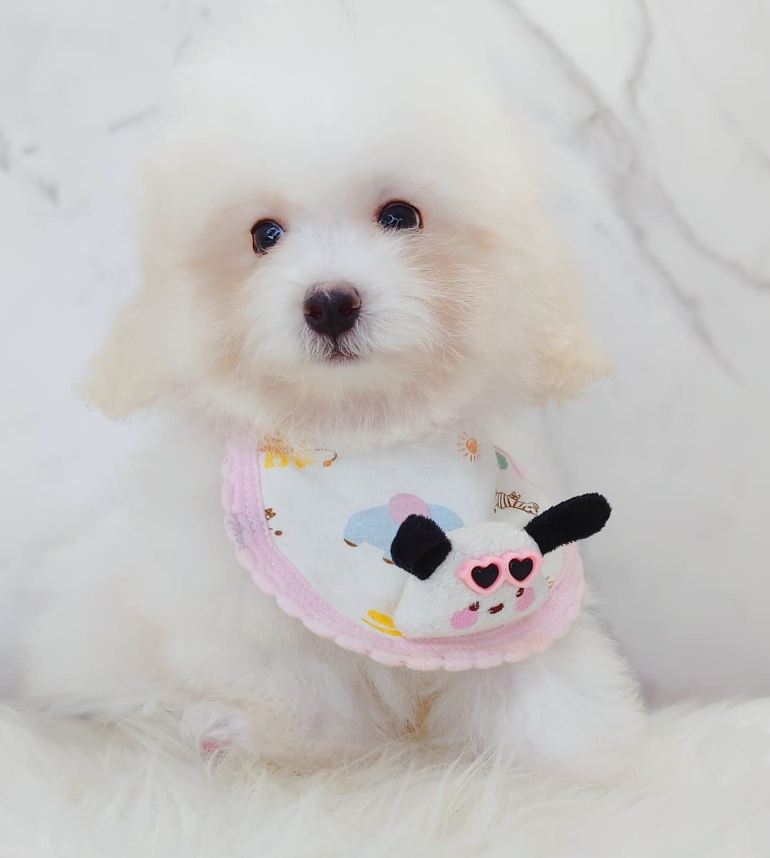 Bichon Frise 比熊