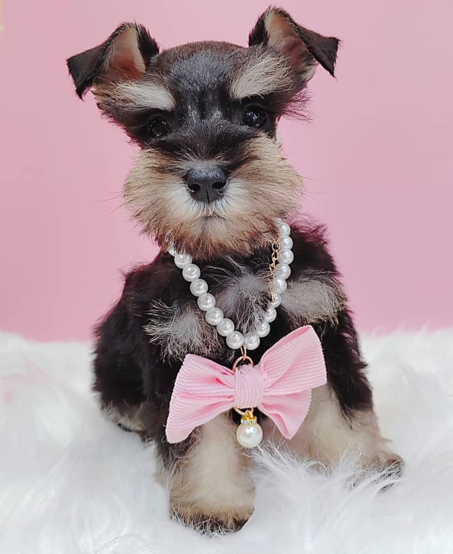 Schnauzer 雪纳瑞