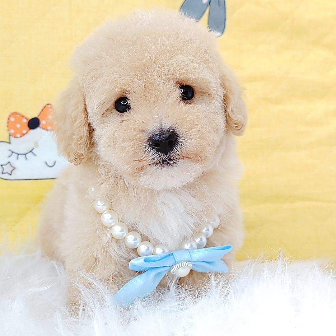 Poodle 娉拌开璐靛