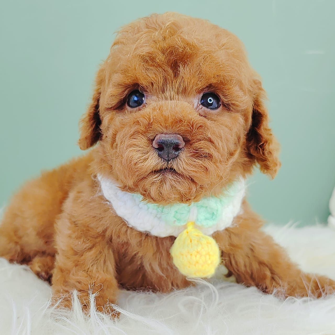 Poodle 娉拌开璐靛