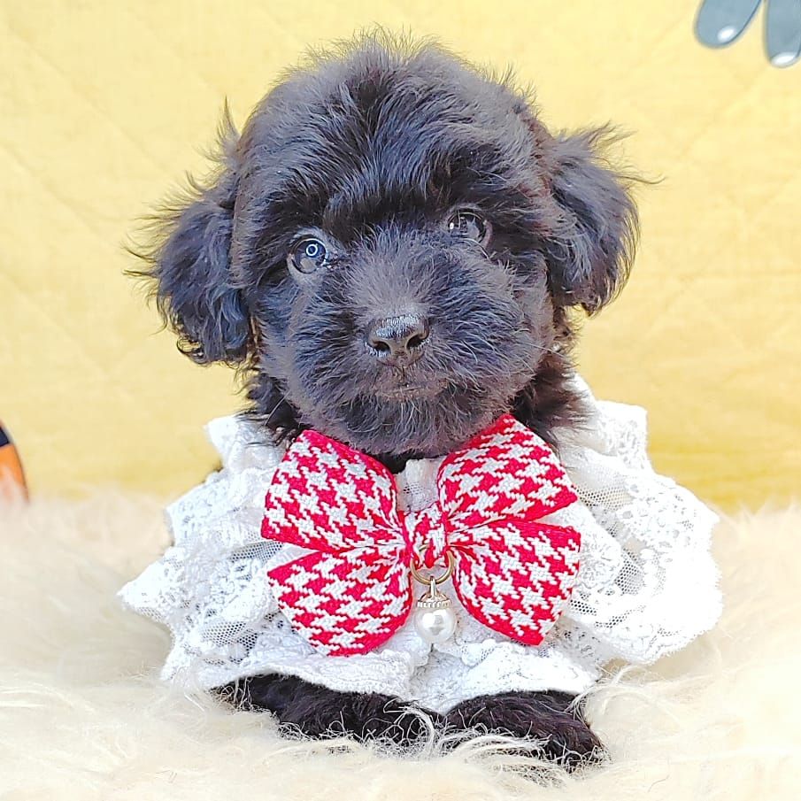 Poodle 娉拌开璐靛