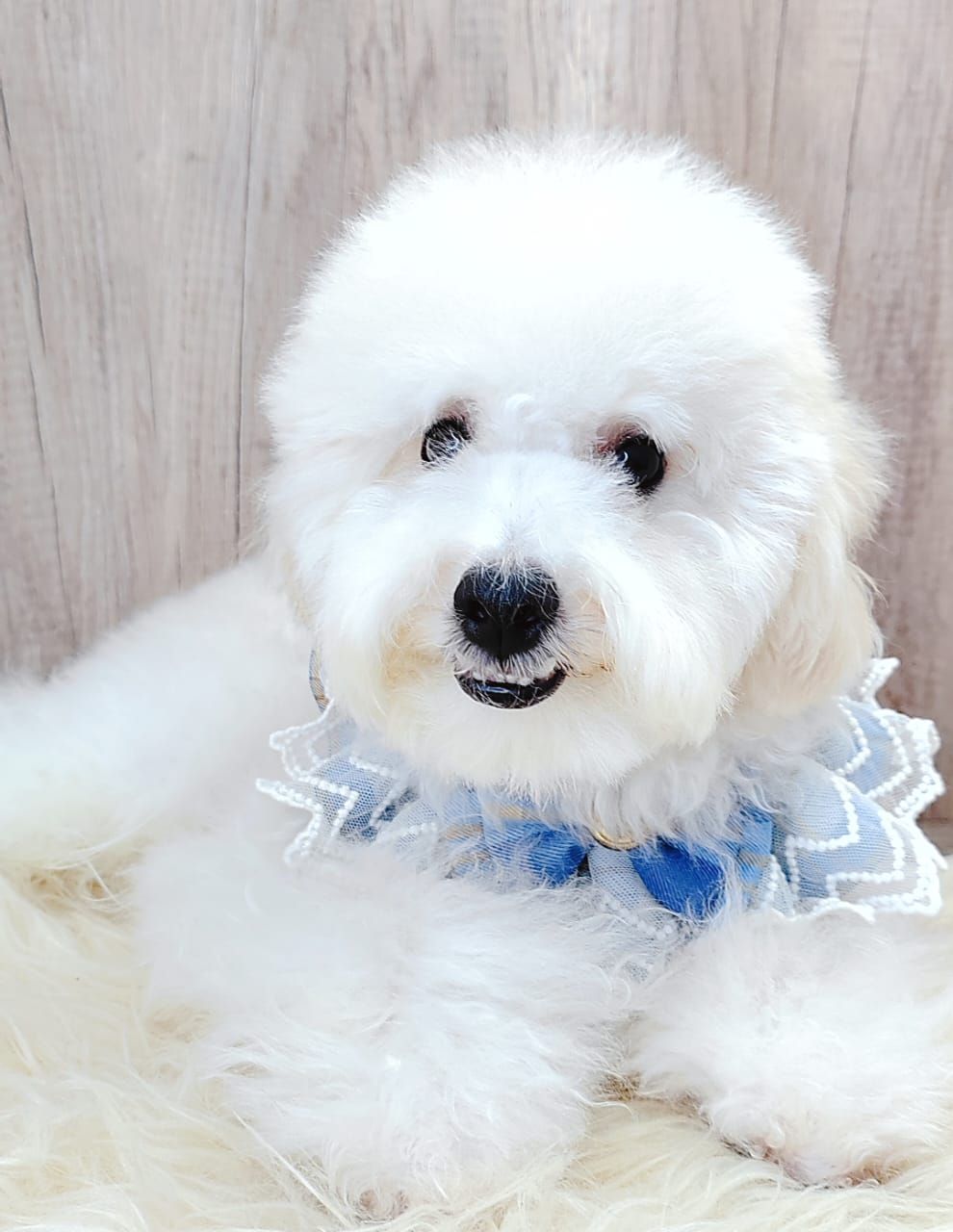 Maltipoo 马尔泰迪